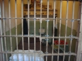Alcatraz